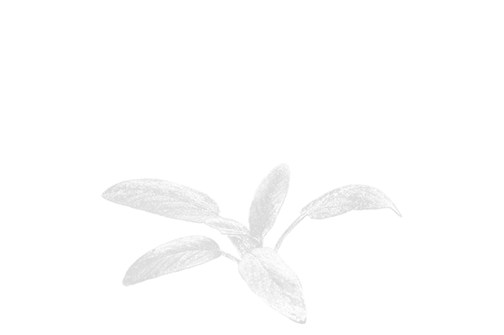 SALBEI_FREI_grau_OPT2_v5