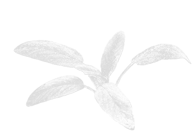 SALBEI_FREI_grau_OPT4